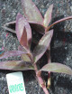 Plantes terrariums Tradescantia pallida - À repiquer -