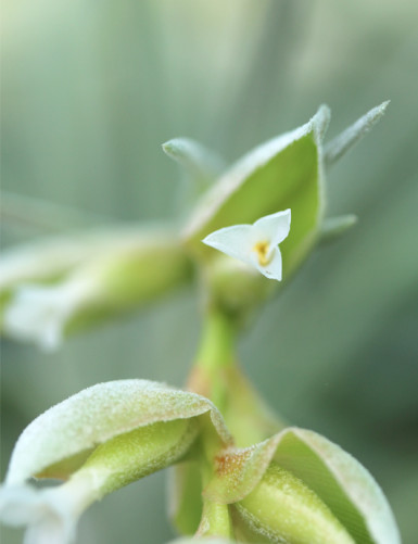 Fleurs de la broméliacée Tillandsia pohliana