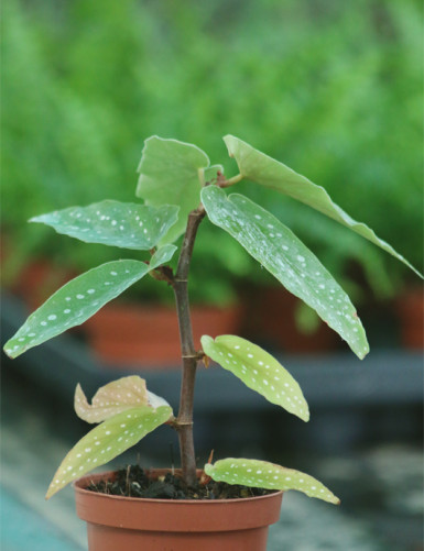 Plantes terrariums Begonia tamaya (maculata)