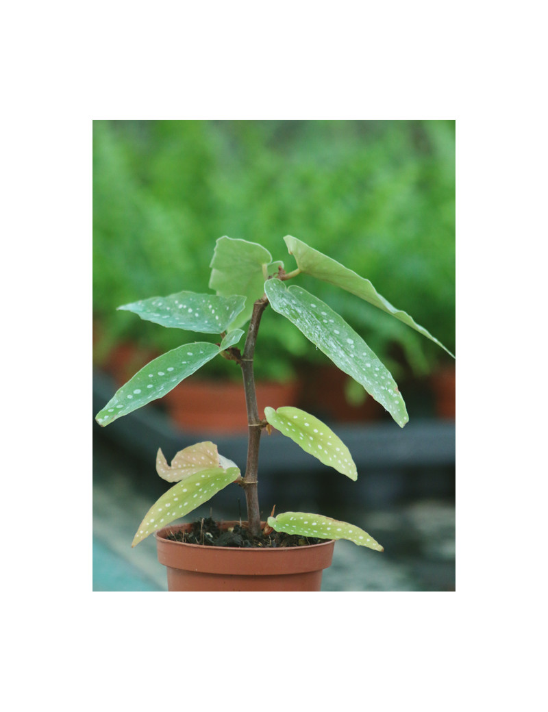 Plantes terrariums Begonia tamaya (maculata)