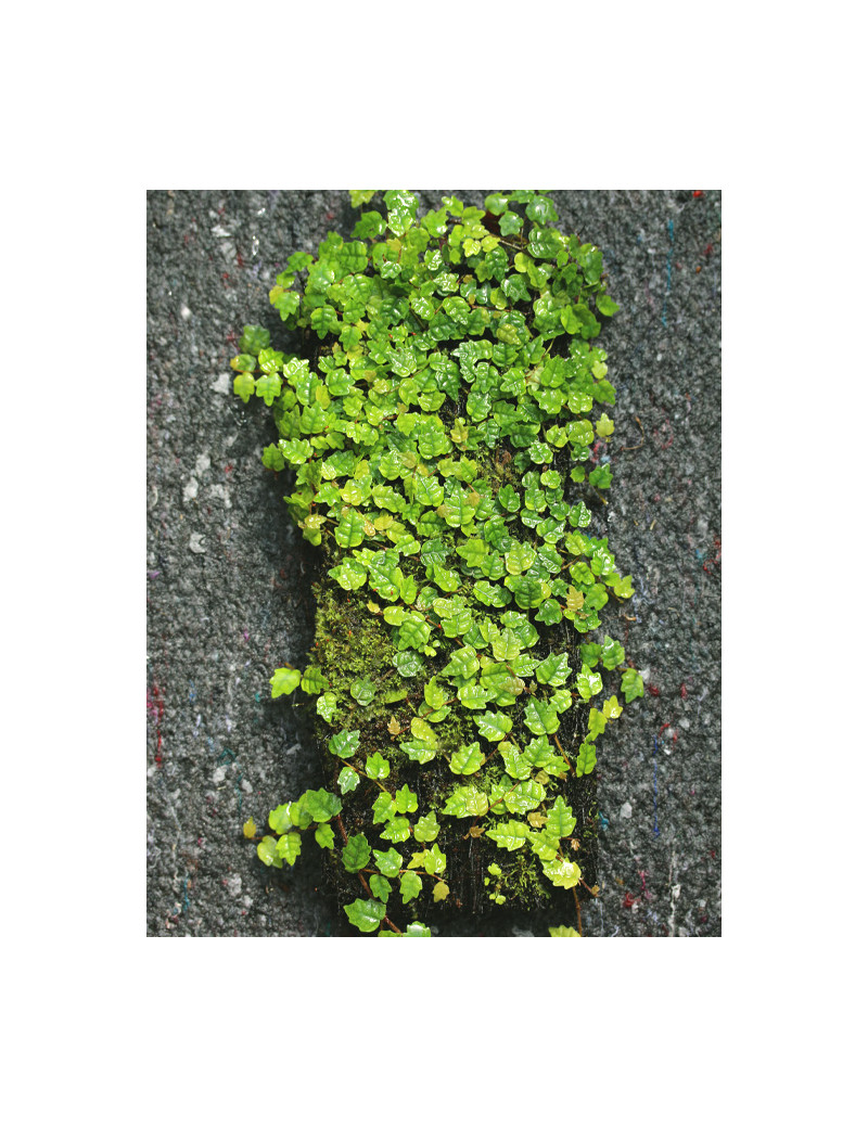 Plaque xaxim entière - Ficus pumila quercifolia -