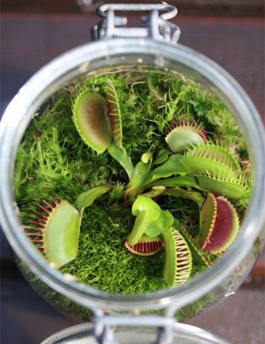 Dionaea muscipula - En terrarium Plante carnivore