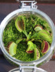 Dionaea muscipula - À conserver Plante carnivore