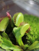 Dionaea muscipula - À conserver Plante carnivore