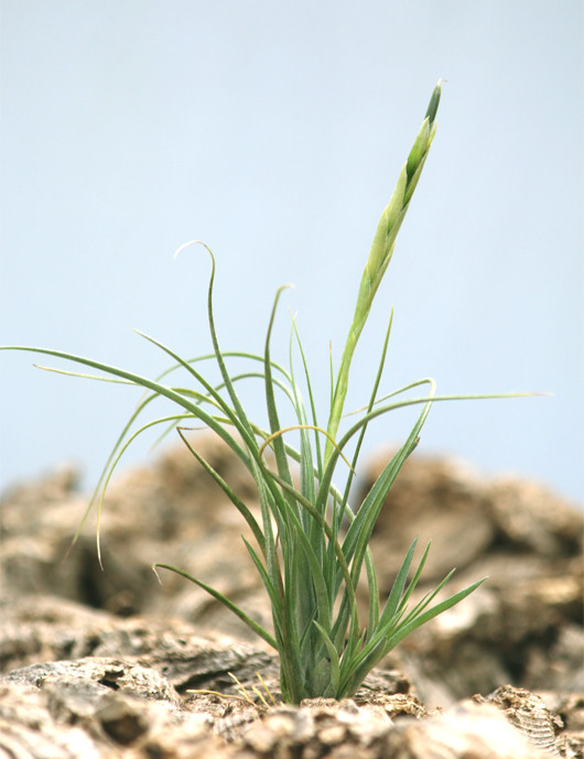 Tillandsia rectifolia - 10 à 14 cm fille de l'air
