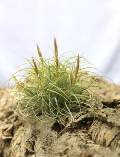 Tillandsia rectifolia en touffe - 15 Ã  20 cm fille de l'air
