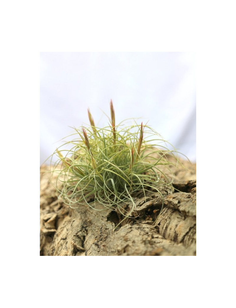 Tillandsia rectifolia en touffe - 10 à 15 cm fille de l'air