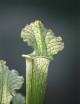 Plante carnivore Sarracenia x stevensii forme blanche