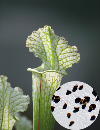Graines de Sarracenia x stevensii forme blanche Plante carnivore