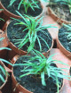 Plantes terrariums Ophiopogon japonicus nanus