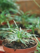 Plantes terrariums Ophiopogon japonicus nanus