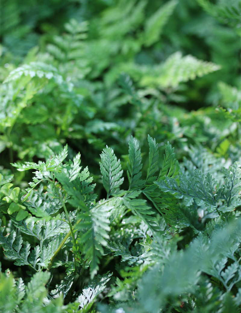 Davallia canariensis terrarium plants
