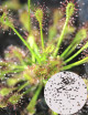 Graines de Drosera intermedia Plante carnivore