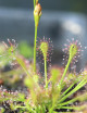 Graines de Drosera intermedia Plante carnivore
