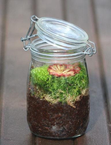 Drosera aliciae - En terrarium plante carnivore
