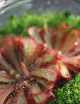 Plante carnivore Drosera alicae en terrarium de près