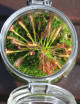 Drosera capensis - En terrarium