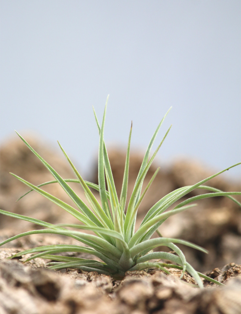 Tillandsia kammii fille de l'air