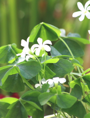 Oxalis triangularis vert - Faux trèfle -