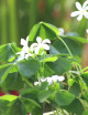 Oxalis triangularis vert - Faux trèfle -