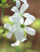 Fleurs d'Oxalis triangularis vert - Faux trèfle -