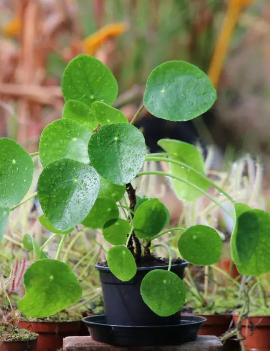 Plantes terrariums Pilea peperomioides - XL - Plantes terrariums Pilea peperomioides - XL -