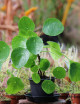 Plantes terrariums Pilea peperomioides - XL -