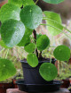 Plantes terrariums Pilea peperomioides - XL -