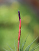 Tillandsia espinosa fille de l'air