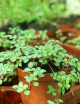 Plantes terrariums Pilea glauca greyzy | À repiquer