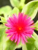 Terrarium plants Aptenia cordifolia variegata - Heart-leaved figwort