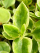 Plantes terrariums Aptenia cordifolia variegata - Ficoïde à feuilles en cœur
