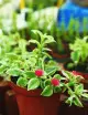 Terrarium plants Aptenia cordifolia variegata - Heart-leaved figwort