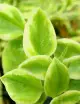 Terrarium plants Aptenia cordifolia variegata - Heart-leaved figwort