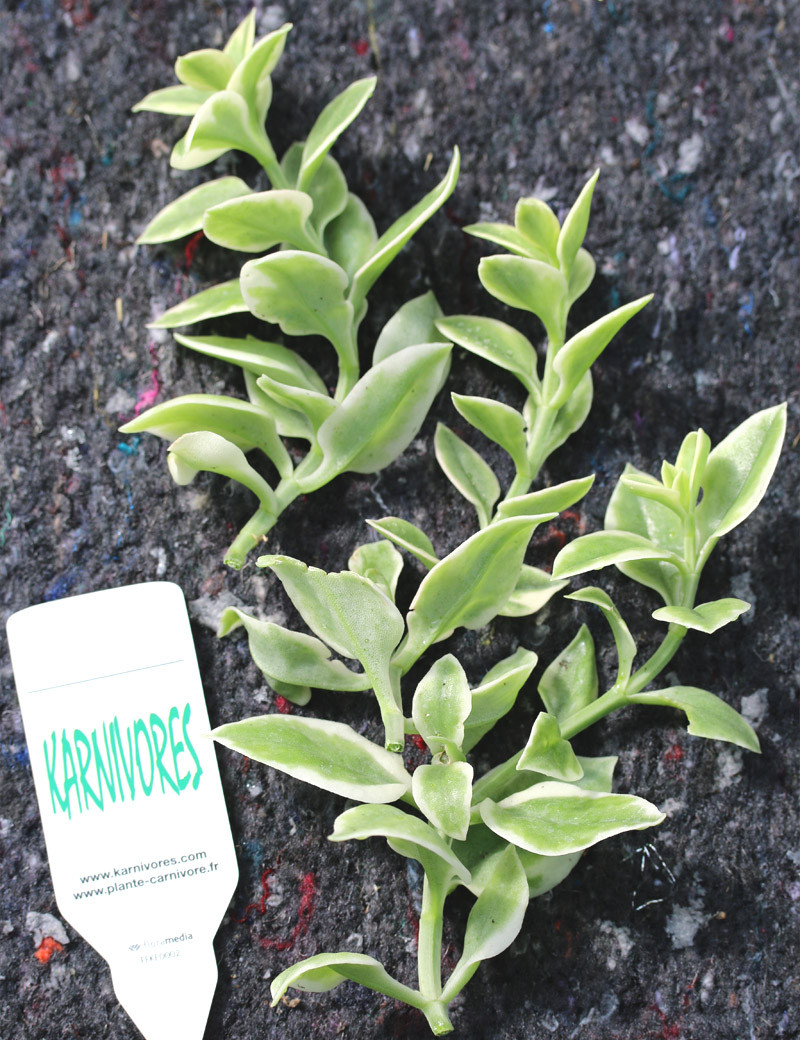 Aptenia cordifolia variegata à repiquer