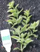 Aptenia cordifolia variegata for transplanting