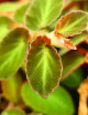 Plantes terrariums Begonia thelmae | À repiquer