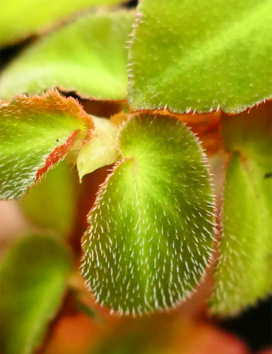 Plantes terrariums Begonia thelmae | À repiquer