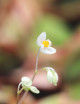 Plantes terrariums Begonia thelmae | À repiquer