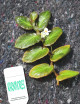 Begonia thelmae à repiquer