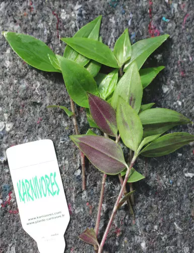 Tradescantia fluminensis for transplanting