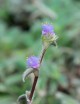 Plantes terrariums Tradescantia tomentosa | À repiquer