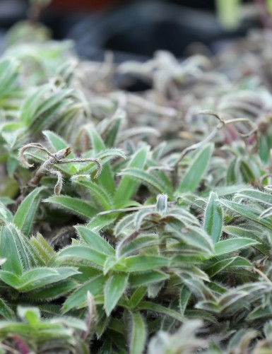 Plantes terrariums Tradescantia tomentosa | À repiquer