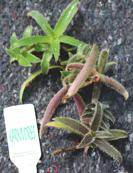 Tradescantia tomentosa à repiquer