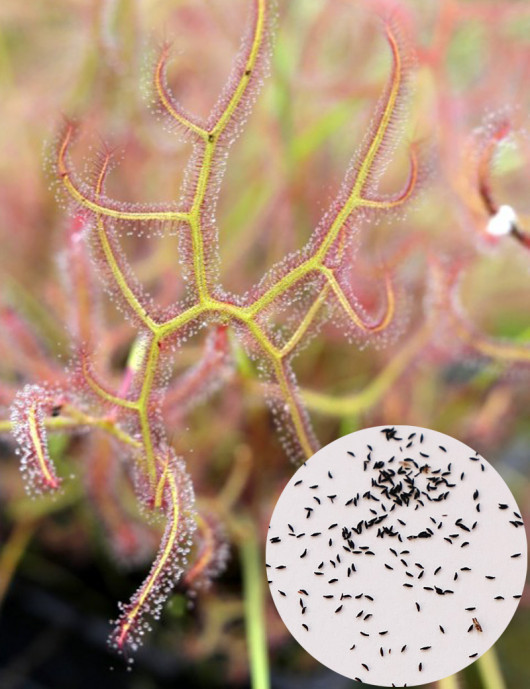 Graines de Drosera binata (MIX) Plante carnivore