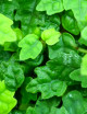 Plantes terrariums Ficus pumila quercifolia | À repiquer
