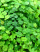 Plantes terrariums Ficus pumila quercifolia | À repiquer