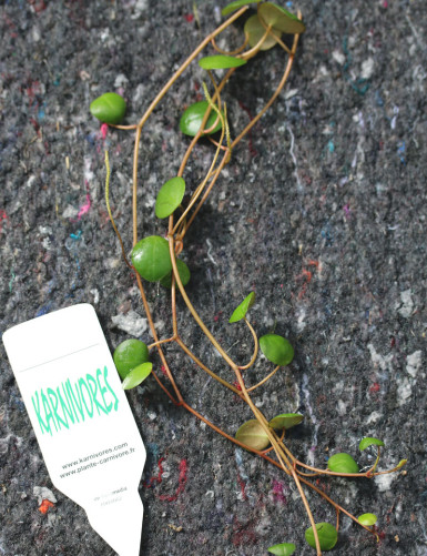 Peperomia pepperspot à repiquer