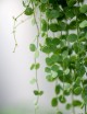 Plantes terrariums Dischidia nummularia | À repiquer