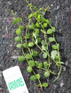 Plantes terrariums Dischidia nummularia | À repiquer
